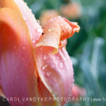 raindrops, tulip, Meadowlark, Virginia