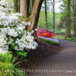 spring, garden path, Meadowlark,