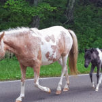 wild pony, colt, newborn