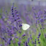 butterfly, lavender