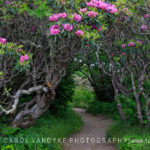 Trail to Craggy Pinnacle, rhododendron thicket