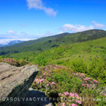 Jane's Bald Roan Mountain