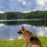 Bass Lake, German Shepherd Dog