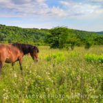 wild pony, Grayson Highlands