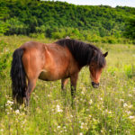 Wild Pony at Grayson Highlands