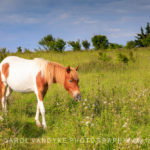 wild pony, Grayson Highlands