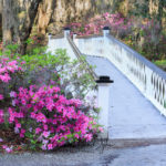 Magnolia Plantation and Gardens Charleston SC