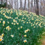 Daffodils Gibbs Gardens GA