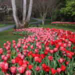 Tulips at Gibbs Gardens, Georgia