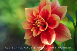 coral orange dahlia