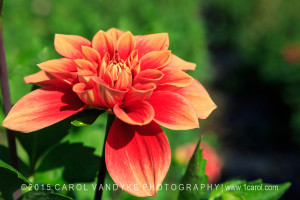 coral orange dahlia