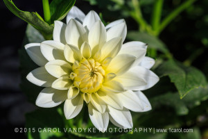 White dinnerplate dahlia