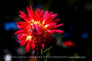 Cactus Dahlia