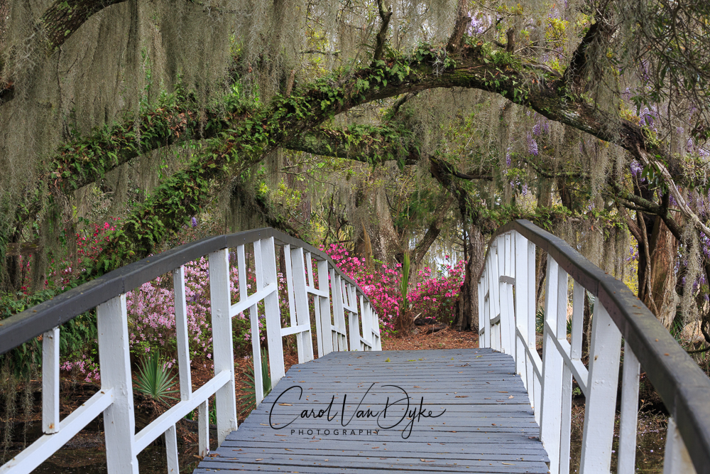 Spring in the South:  Adventures in Charleston, SC